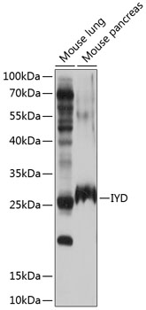 Anti-IYD Polyclonal Antibody (CAB9206)