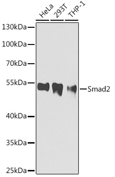 Anti-Smad2 Mouse Monoclonal Antibody (CAB0441)