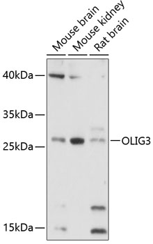 Anti-OLIG3 Antibody (CAB13715)