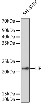 Anti-LIF Antibody (CAB1288)