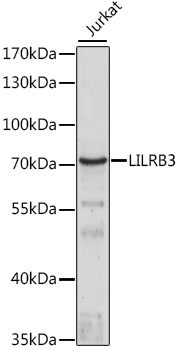 Anti-LILRB3 Antibody (CAB16103)