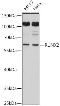 Anti-RUNX2 Antibody (CAB2851)