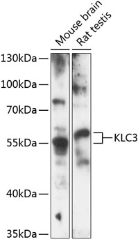 Anti-KLC3 Antibody (CAB14341)