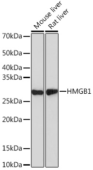 Anti-HMGB1 Antibody [KO Validated] (CAB19529)