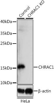 Anti-CHRAC1 Antibody [KO Validated] (CAB14896)