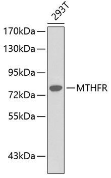 Anti-MTHFR Antibody