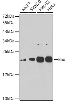 Anti-Bax Antibody (CAB7626)