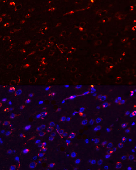 Anti-MEGF10 Antibody (CAB10508)