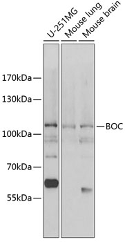 Anti-BOC Antibody (CAB13446)