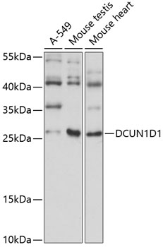 Anti-DCUN1D1 Antibody (CAB14587)