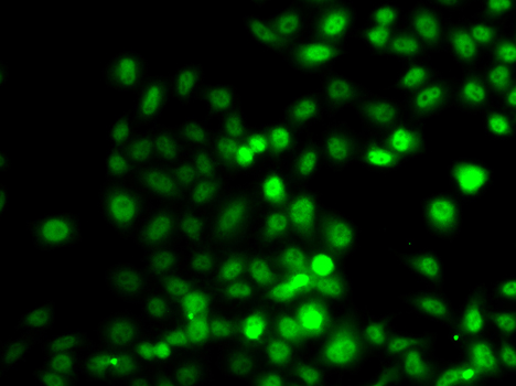 Anti-PRDM7 Polyclonal Antibody (CAB7961)