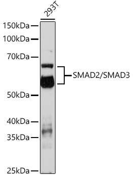 Anti-SMAD2/SMAD3 Antibody (CAB18674)