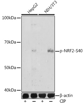 Anti-Phospho-NRF2-S40 Antibody (CABP1167)