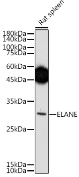 Anti-ELANE Antibody (CAB13015)
