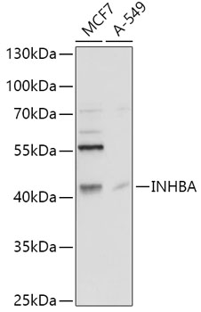 Anti-INHBA Antibody (CAB5837)