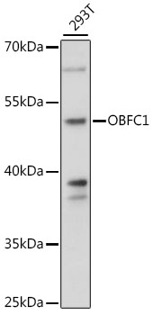 Anti-OBFC1 Antibody (CAB16146)