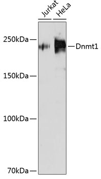 Anti-Dnmt1 Antibody [KO Validated] (CAB19679)