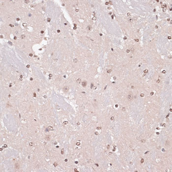 Anti-CREB1 Antibody (CAB11063)