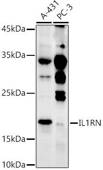 Western blot analysis of extracts of various cell lines, using IL1RN antibody at 1:500 dilution. Secondary antibody: HRP Goat Anti-Rabbit IgG (H+L) at 1:10000 dilution. Lysates/proteins: 25ug per lane. Blocking buffer: 3% nonfat dry milk in TBST. Detection: ECL Enhanced Kit. Exposure time: 180s.