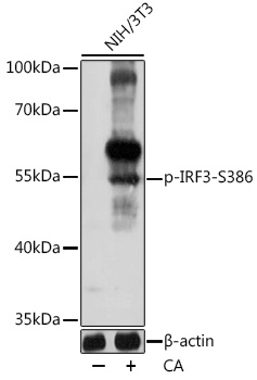 Anti-Phospho-IRF3-S386 pAb (CABP0857)