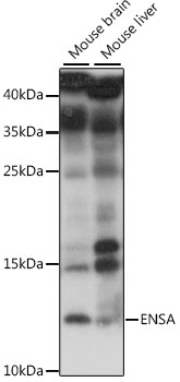 Anti-ENSA Antibody (CAB15665)