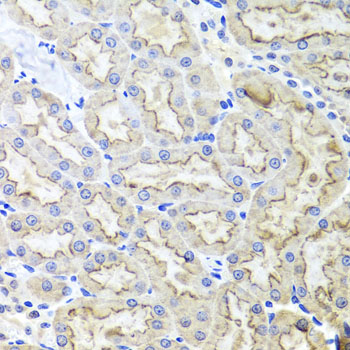 Anti-LRP2 Antibody (CAB3612)