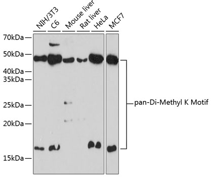 Anti-Pan DiMethyl-lysine Antibody (CAB18296)