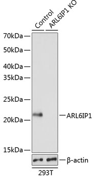 Anti-ARL6IP1 Antibody [KO Validated] (CAB19995)
