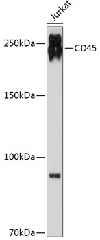 Anti-CD45 Antibody (CAB19021)