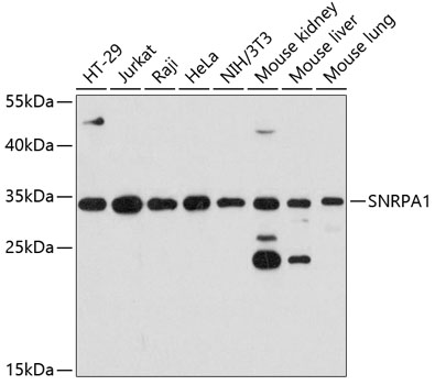 Anti-SNRPA1 Antibody (CAB12161)