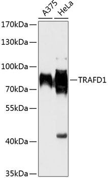 Anti-TRAFD1 Antibody (CAB13073)