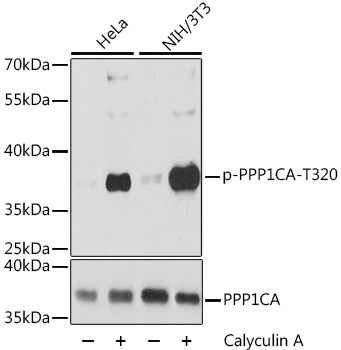 Anti-Phospho-PPP1CA-T320 pAb (CABP0786)