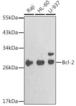 Anti-Bcl-2 Antibody (CAB2845)