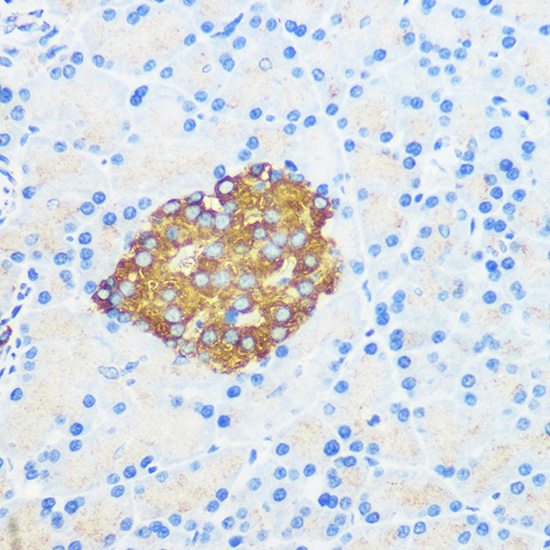 Anti-SYP Antibody (CAB6344)