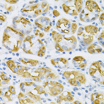 Anti-SDC4 Antibody (CAB1834)