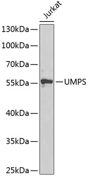 Anti-UMPS Antibody (CAB5492)