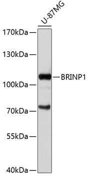 Anti-BRINP1 Antibody (CAB11723)