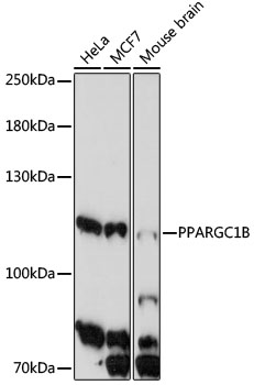 Anti-PPARGC1B Antibody (CAB17257)