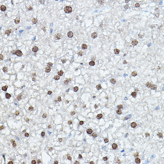 Anti-CEBPA Antibody (CAB0904)