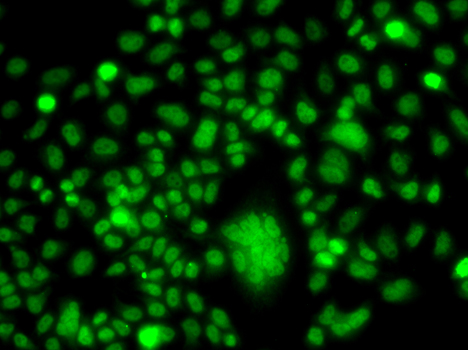 Anti-PPAN Antibody (CAB7377)