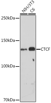 Anti-CTCF Antibody [KO Validated] (CAB18627)