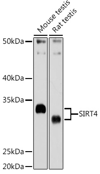 Anti-SIRT4 Antibody (CAB7585)