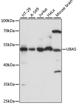 Anti-UBA5 Antibody (CAB15514)