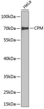 Anti-CPM Antibody (CAB6565)