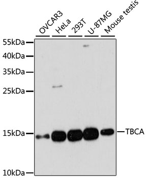 Anti-TBCA Antibody (CAB13050)
