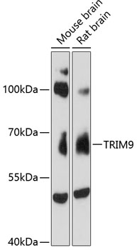 Anti-TRIM9 Antibody (CAB13895)