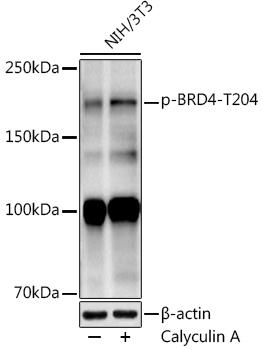 Western blot analysis of extracts of NIH/3T3 cells, using at 1:1000 dilution. NIH/3T3 cells were treated by Calyculin A (100 nM) for 30 minutes with NaCl (400mM) after serum-starvation 16-20 hours. Secondary antibody: HRP Goat Anti-Rabbit IgG (H+L) at 1:10000 dilution. Lysates/proteins: 25ug per lane. Blocking buffer: 3% nonfat dry milk in TBST. Detection: ECL Enhanced Kit. Exposure time: 90s.