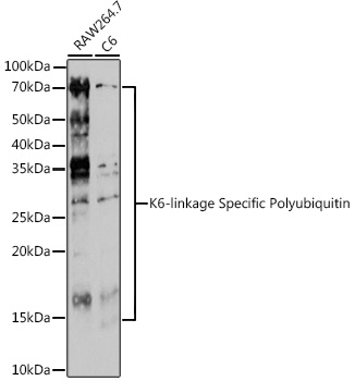 Anti-K6-linkage Specific Polyubiquitin Antibody (CAB18106)