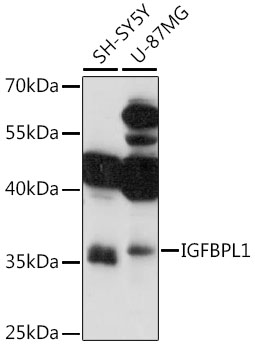 Anti-IGFBPL1 Antibody (CAB16635)