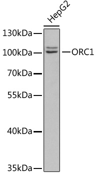 Anti-ORC1 Antibody (CAB5285)